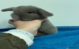 Mini Lop rabbits for sale: Pure mini lops for reserve  - Image 16