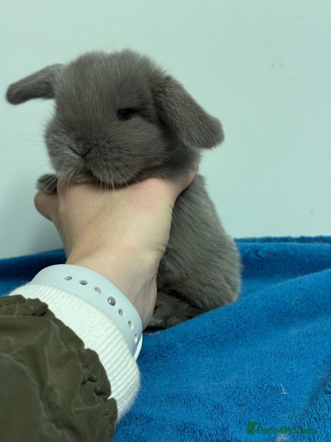 Mini Lop rabbits for sale: Pure mini lops for reserve  - Image 16