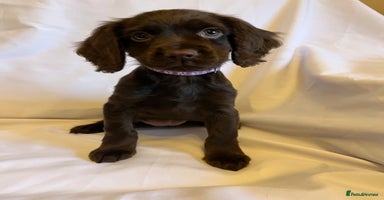 Cocker Spaniel dogs - Advert 11