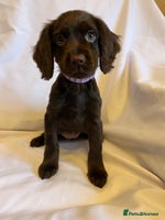 Cocker Spaniel dogs - Advert 5