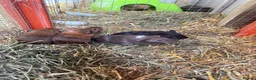 Guinea Pig rodents for sale: Male baby guinea pigs for sale  in Bolton - Advert 5