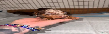 Miniature Dachshund 3
