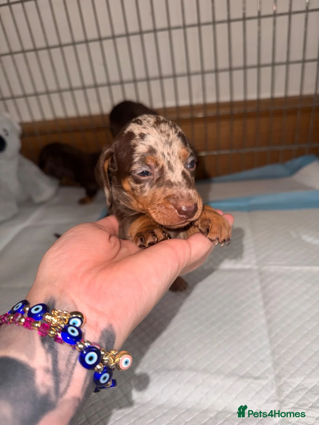 Miniature Dachshund dogs for sale: Stunning mini Dachshund boys for new homes 💙 - Advert 13