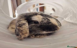 Mini Lop rabbits for sale: Beautiful boy mini lop  - Image 2