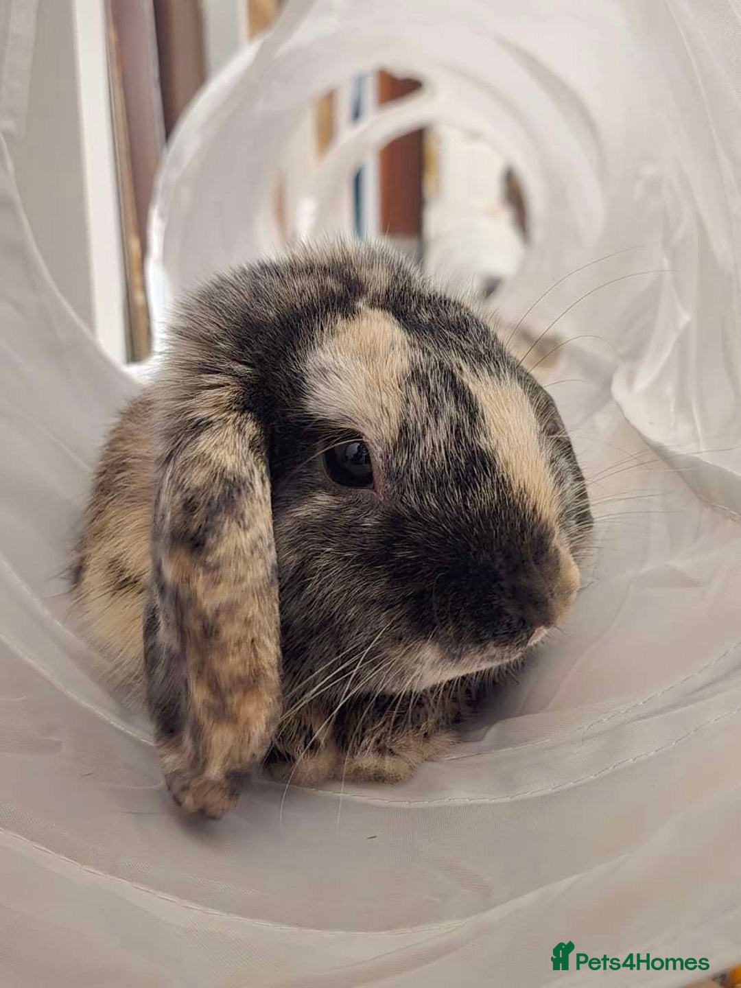 Mini Lop rabbits for sale: Beautiful boy mini lop  - Image 2