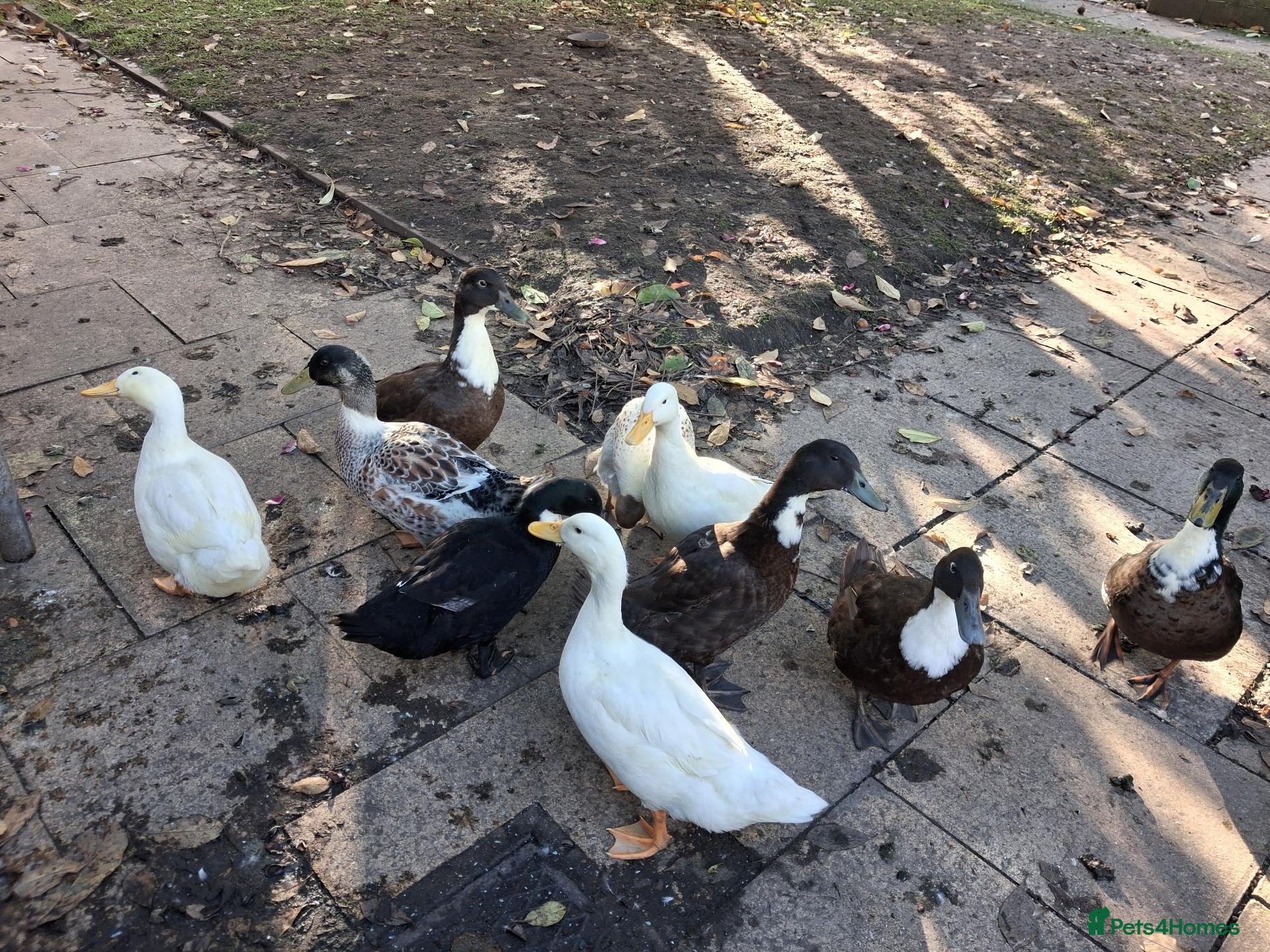 Ducks poultry for sale: khaki campbell mix  - Advert 15