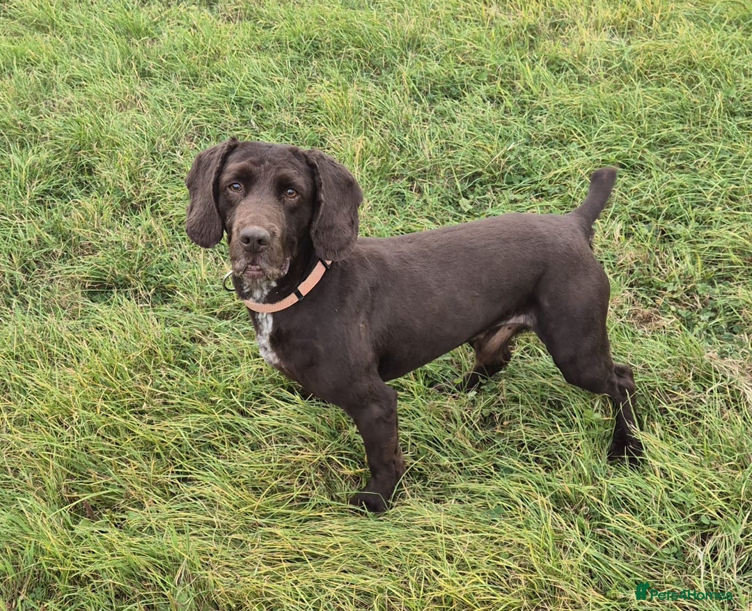 Cocker Spaniel dogs for sale: Mac - searching for a forever family  - Advert 2