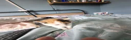 Mixed Breed cats for sale: Mixed litter of 6 little ladies  - Advert 6