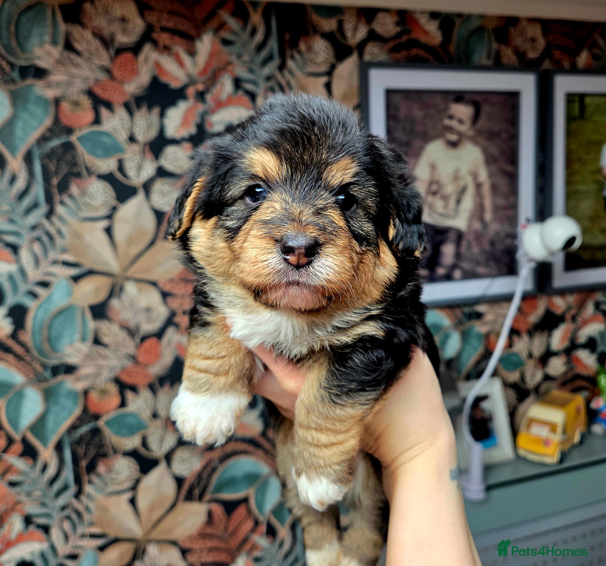 Welsh Corgi Pembroke dogs Stunning Corgipoo Puppies.  - Advert 1