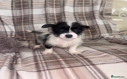 Mixed Breed dogs for sale: Jack Russell cross Yorkshire terrier puppies  - Image 6