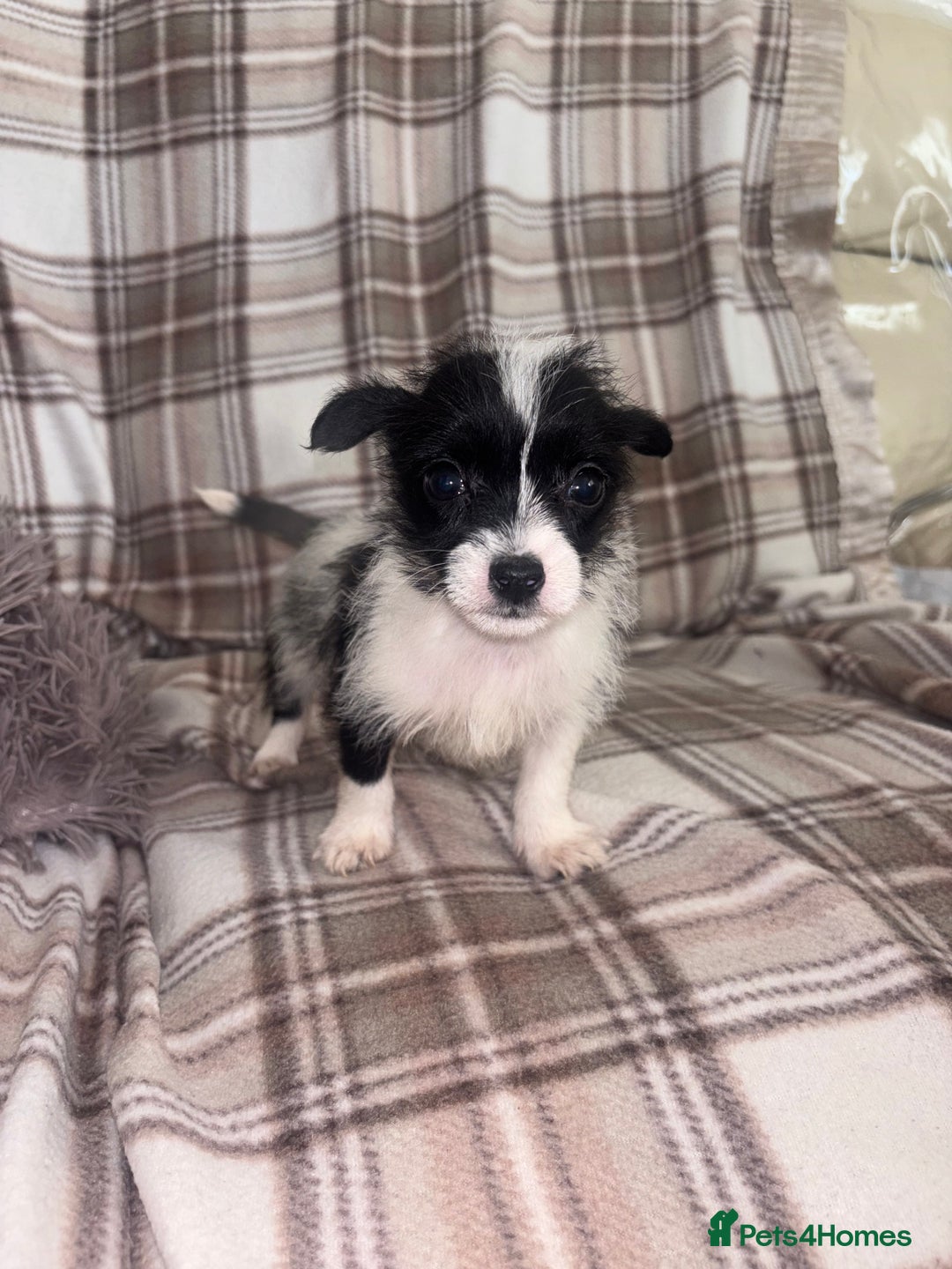 Mixed Breed dogs for sale: Jack Russell cross Yorkshire terrier puppies  - Image 6