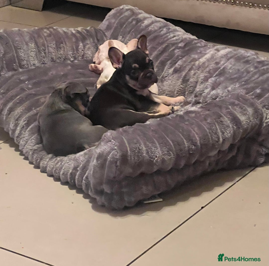 French Bulldog dogs for sale: French bulldog pups  - Advert 5