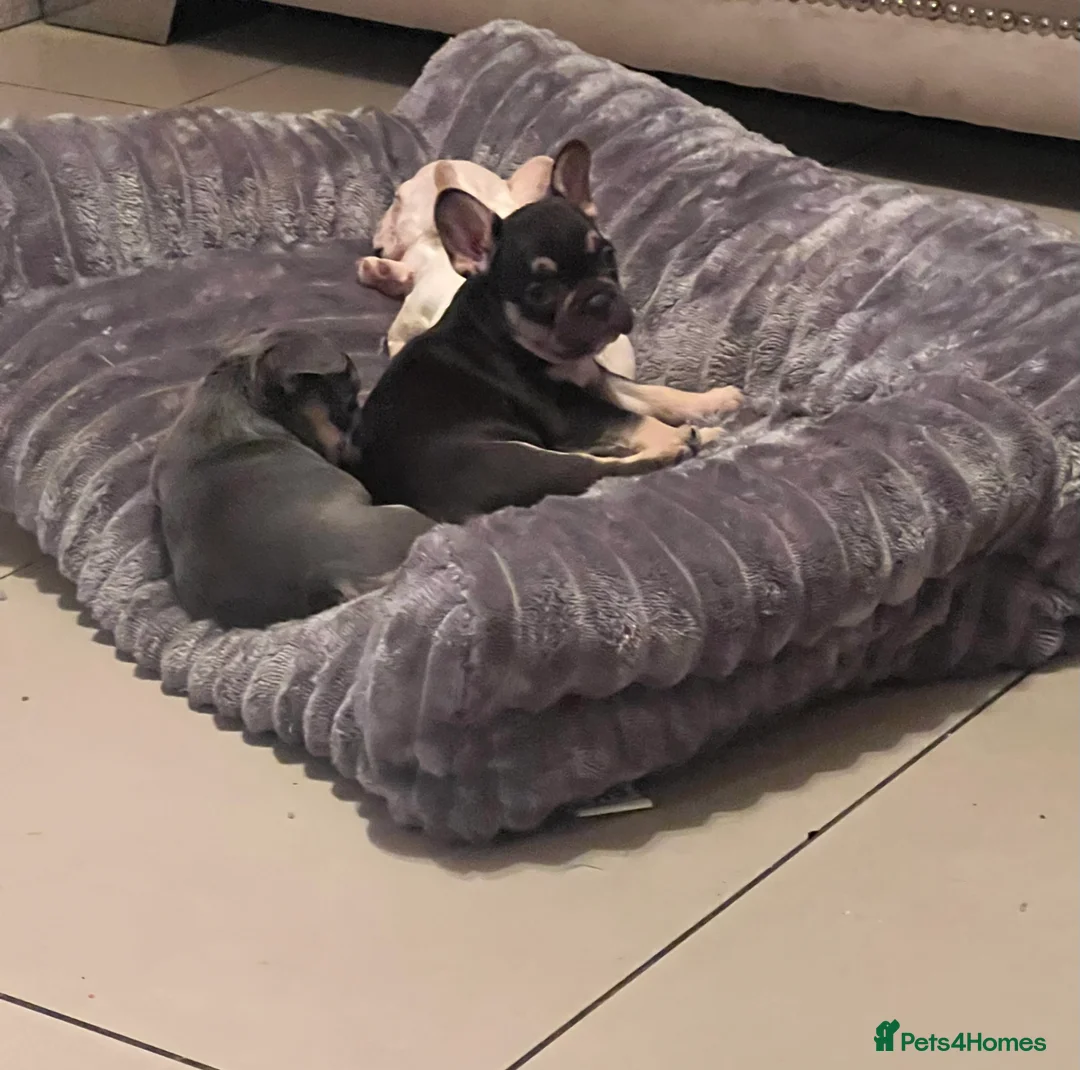 French Bulldog dogs for sale: French bulldog pups  - Advert 10