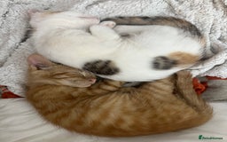 Mixed Breed cats for sale: 2 Adorable Friendly Kittens For A Forever Home - Image 9