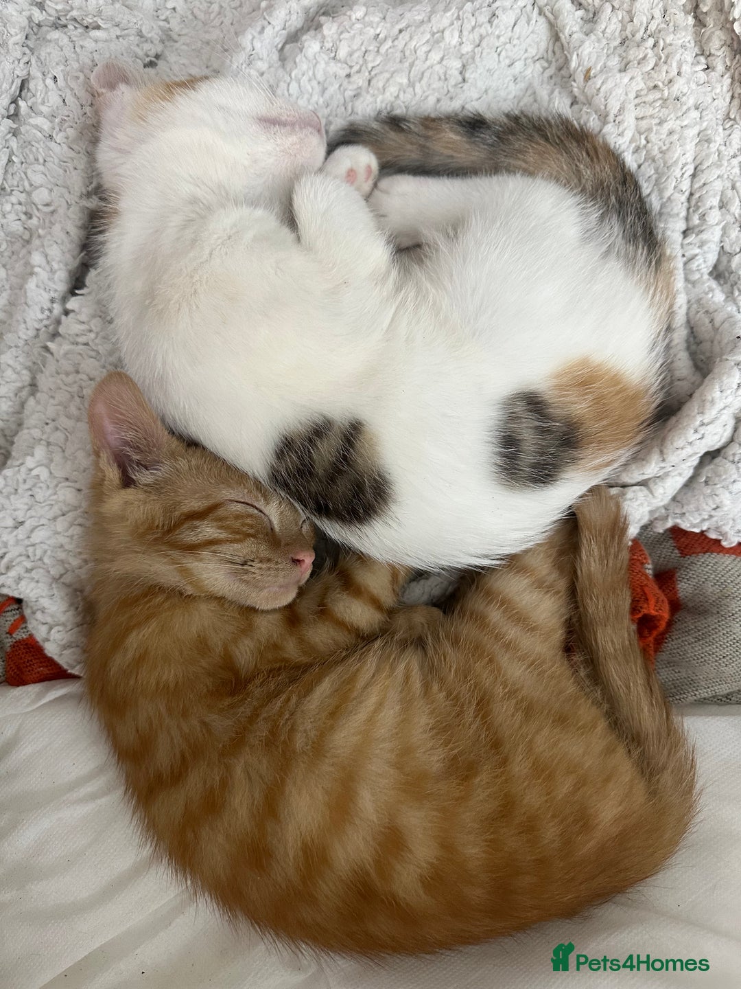 Mixed Breed cats for sale: 2 Adorable Friendly Kittens For A Forever Home - Image 9