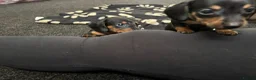 Miniature Dachshund dogs for sale: 5 miniature dacshunds puppies  - Advert 10