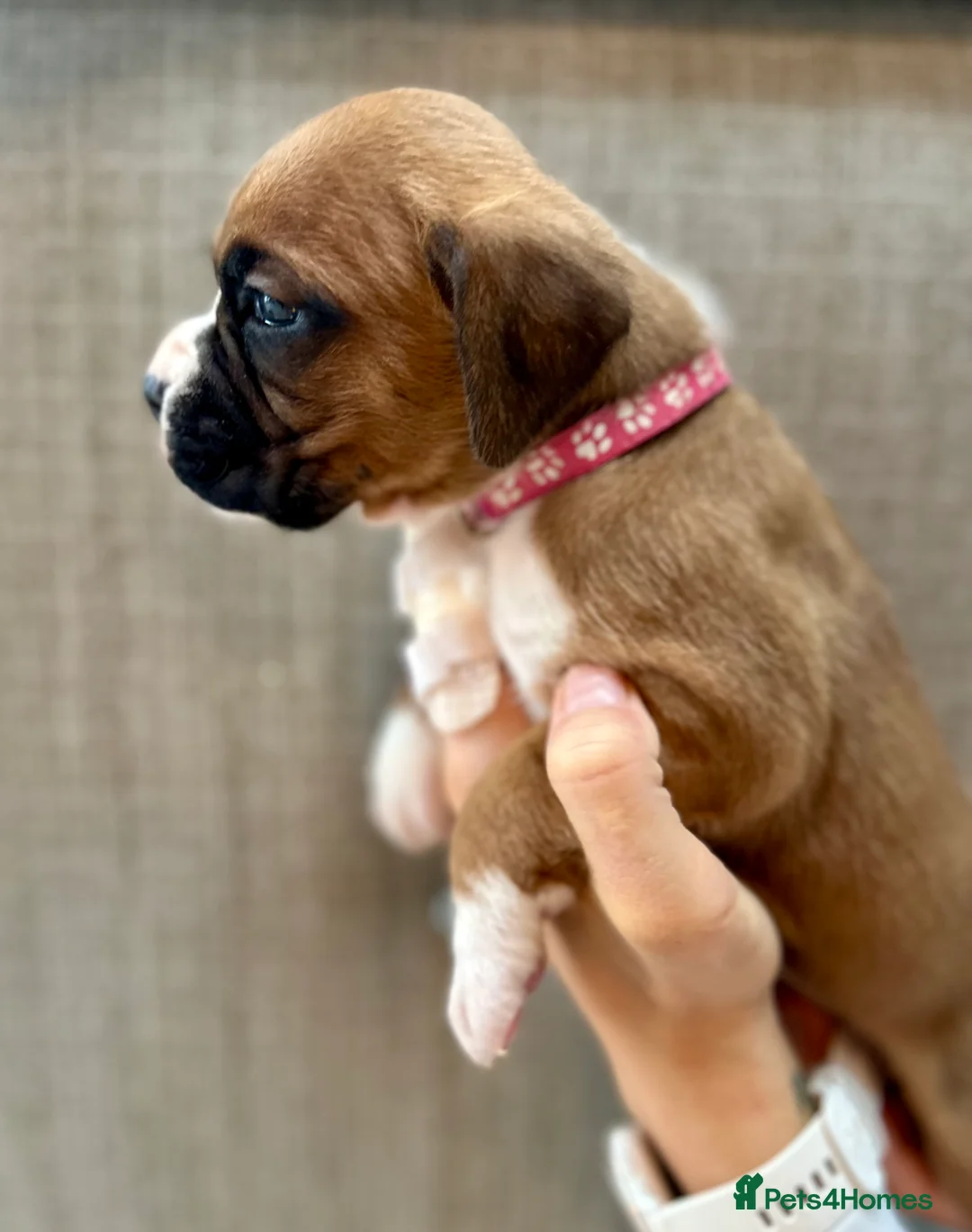 Boxer dogs for sale: Stunning Litter of 5 Boxer Puppies 🐶 - Advert 10