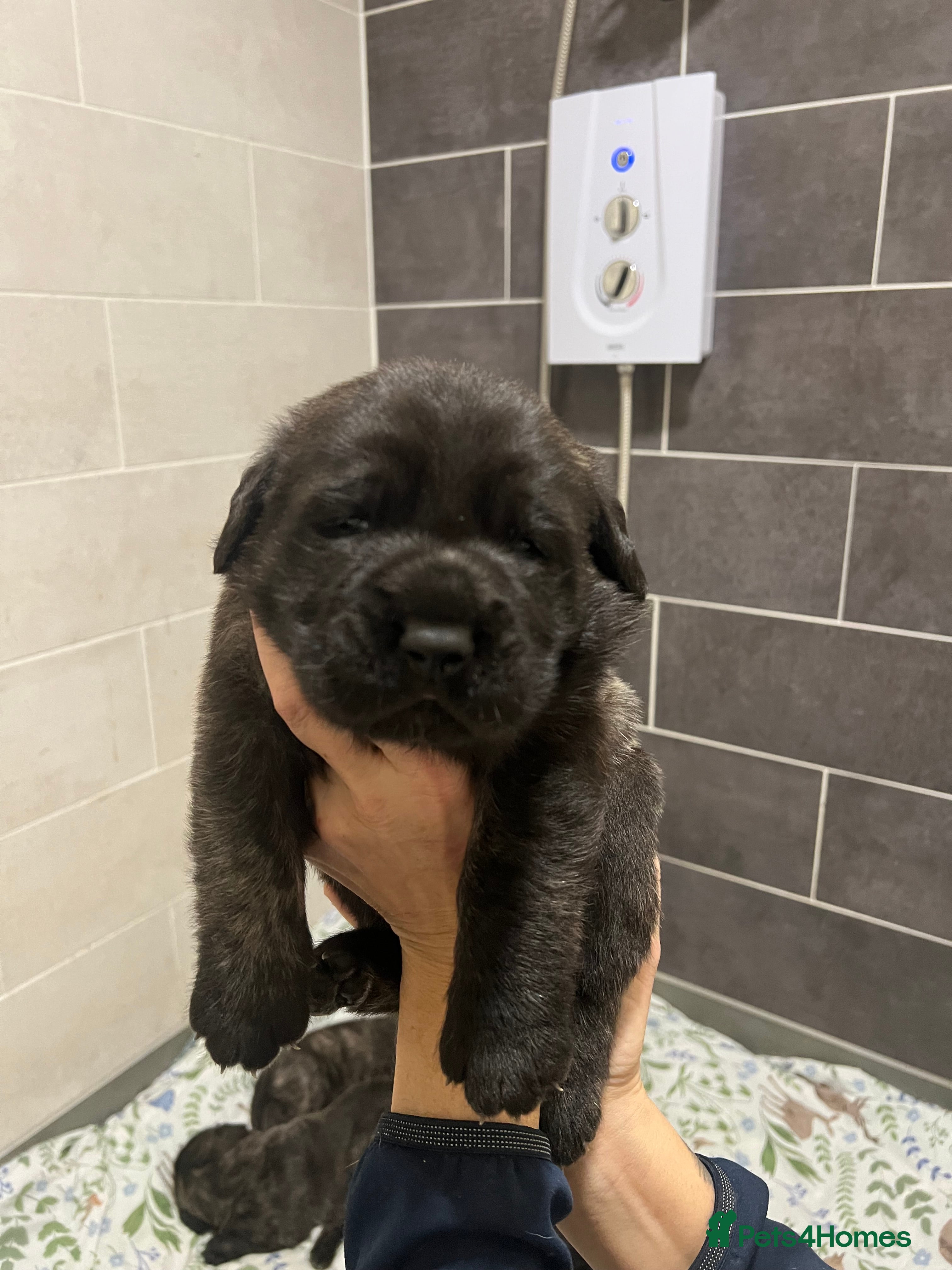 Mastiff dogs Outstanding English Mastiff - Advert 16