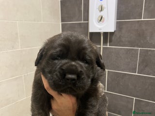 Mastiff dogs Outstanding English Mastiff - Advert 16