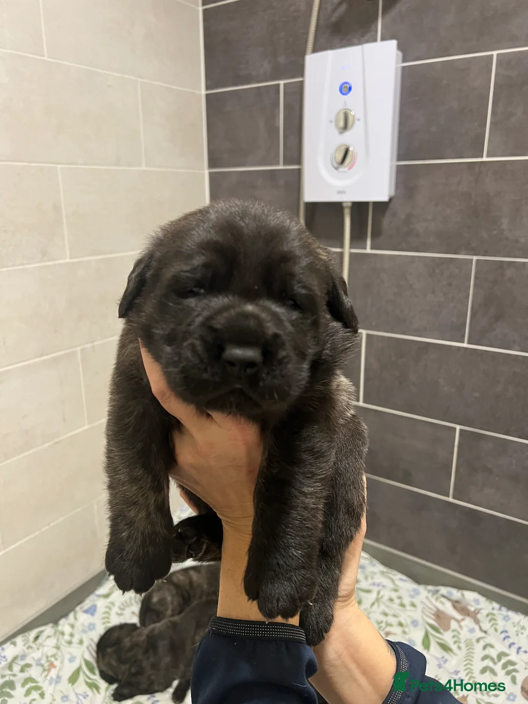 Mastiff dogs for sale: Outstanding English Mastiff - Advert 3