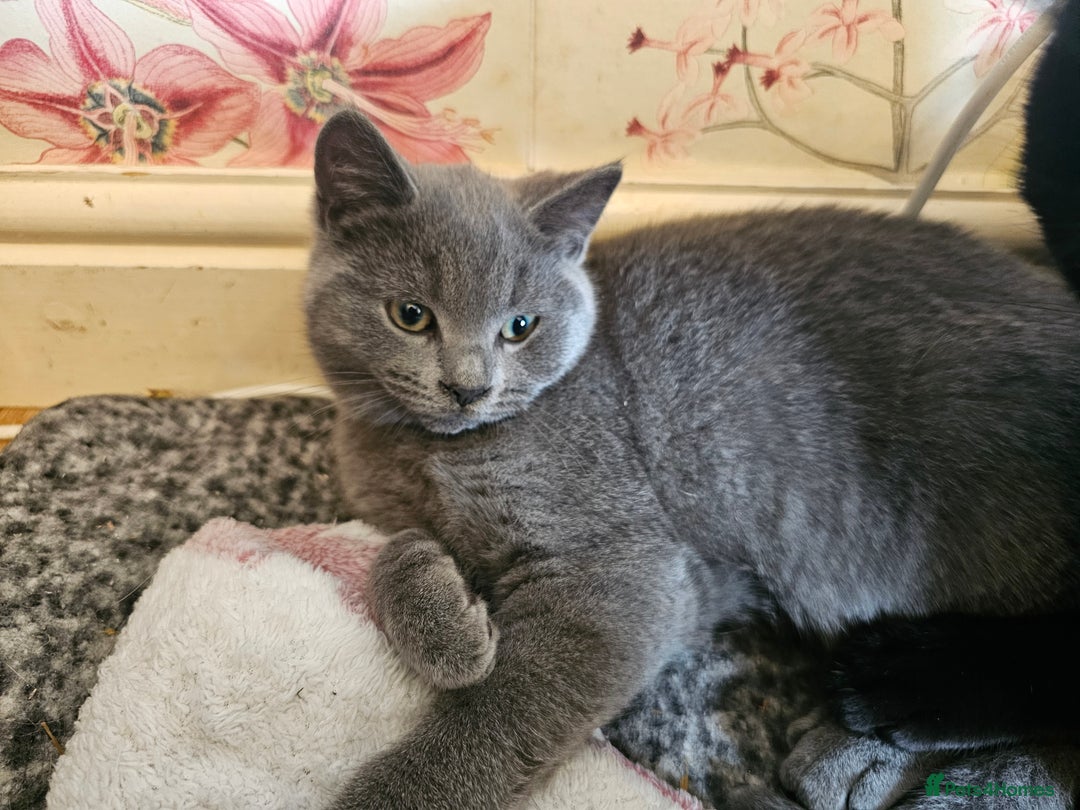 Mixed Breed cats for sale: Beautiful British Shorthair Cross  - Image 6