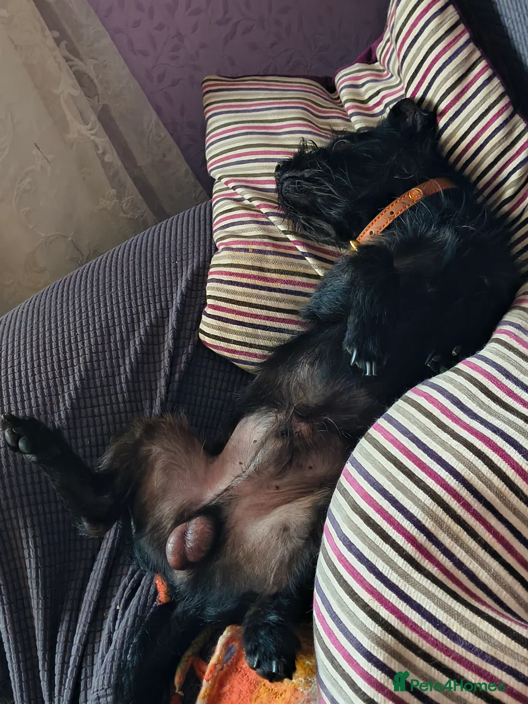 Shihpoo dogs for sale: Genuine and heartbreaking rehome mini mixed breed. in Willenhall - Advert 8