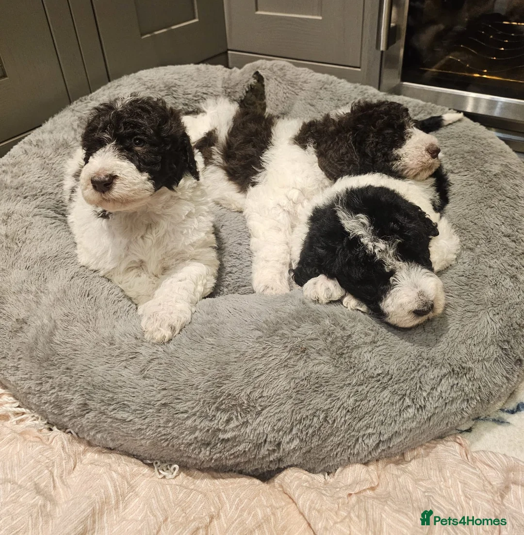 Labradoodle dogs for stud: Hypoallergenic Health Checked Labradoodle PROVEN😍 - Advert 18