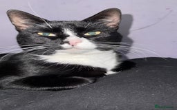 Domestic Shorthair cats for sale: Beautiful male kitten for sale  - Advert 4