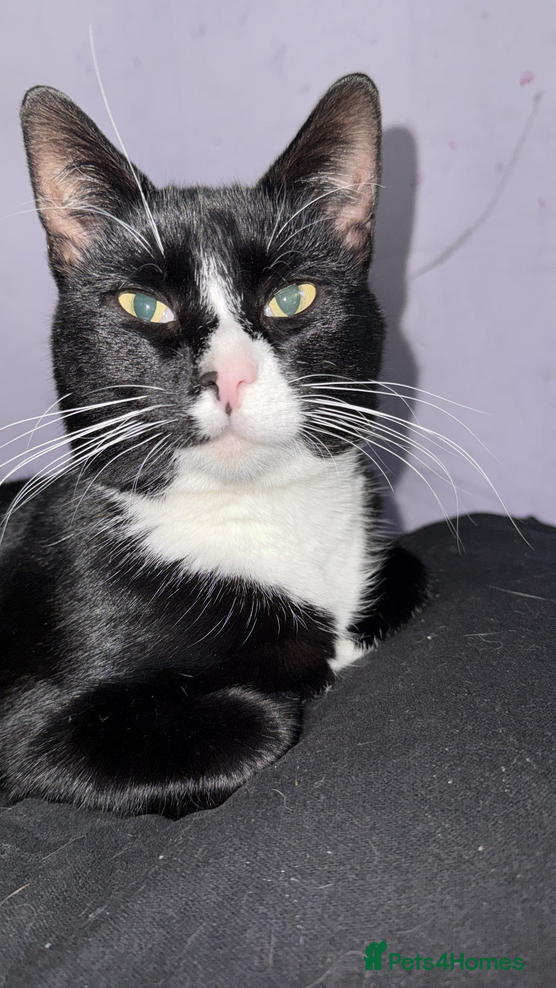 Domestic Shorthair cats for sale: Beautiful male kitten for sale  - Advert 4