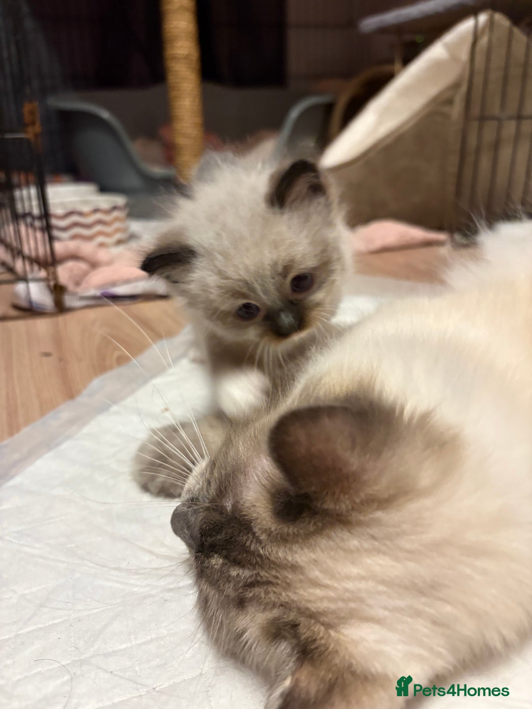 Ragdoll cats for sale: Beautiful Ragdoll kittens - Image 2