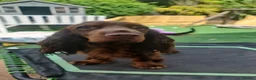 Field Spaniel dogs for sale: Rare Vulnerable Field Spaniels - Advert 4