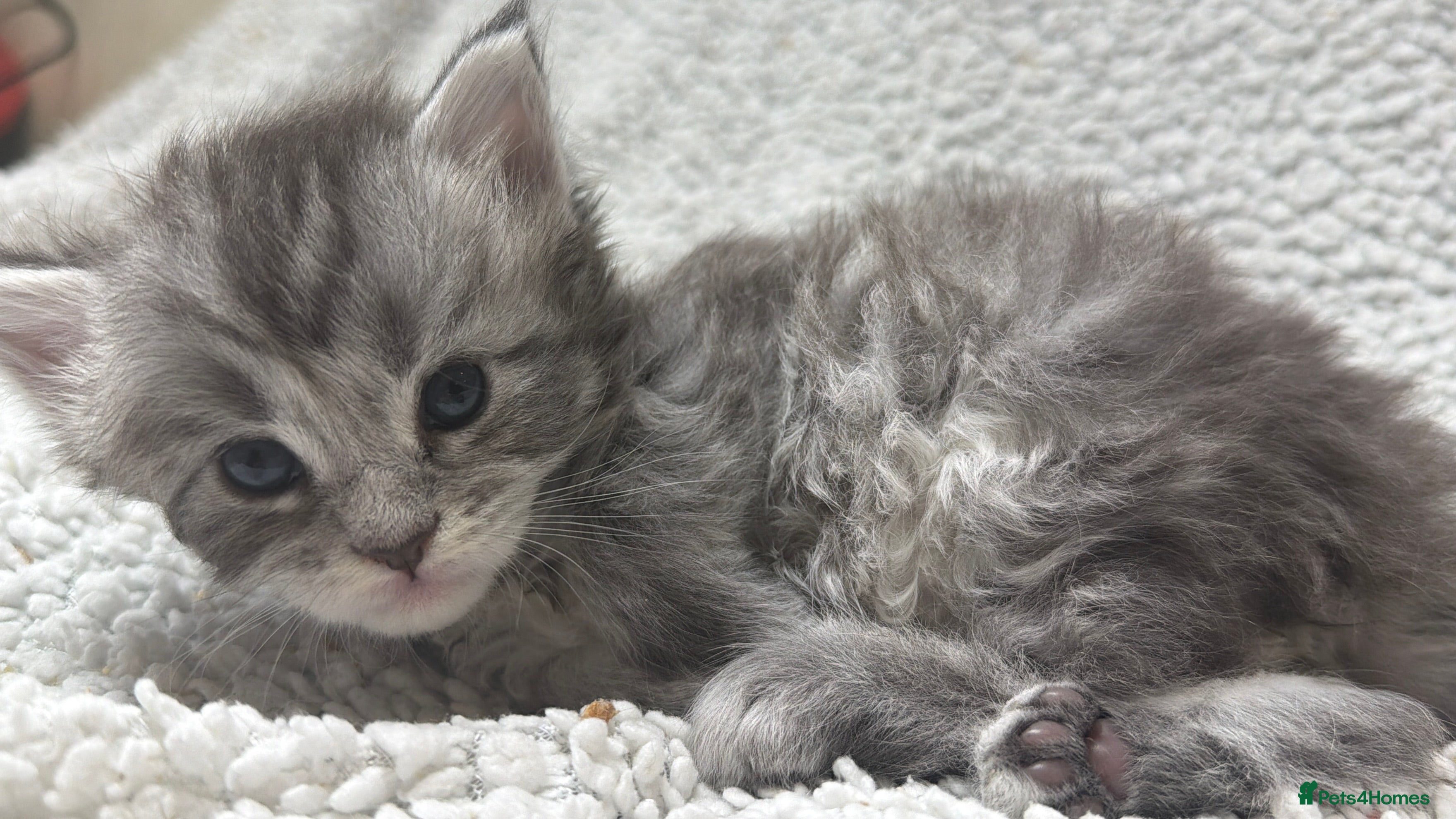 Maine Coon cats Beautiful maine coons - Advert 5