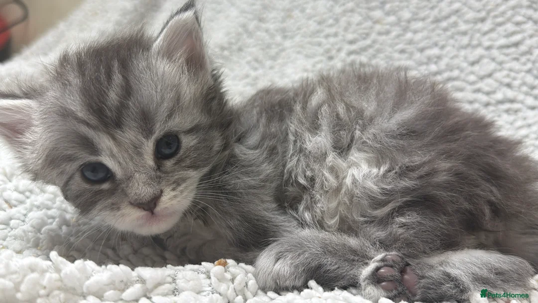 Maine Coon cats for sale: Beautiful maine coons - Advert 1