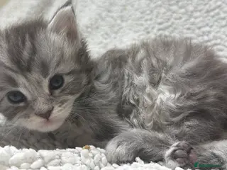 Maine Coon cats Beautiful maine coons - Advert 5