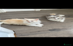 British Longhair cats for sale:  😻 BEAUTIFUL BLH 😻 2 boys READY TO LEAVE  in Milton Keynes - Image 8