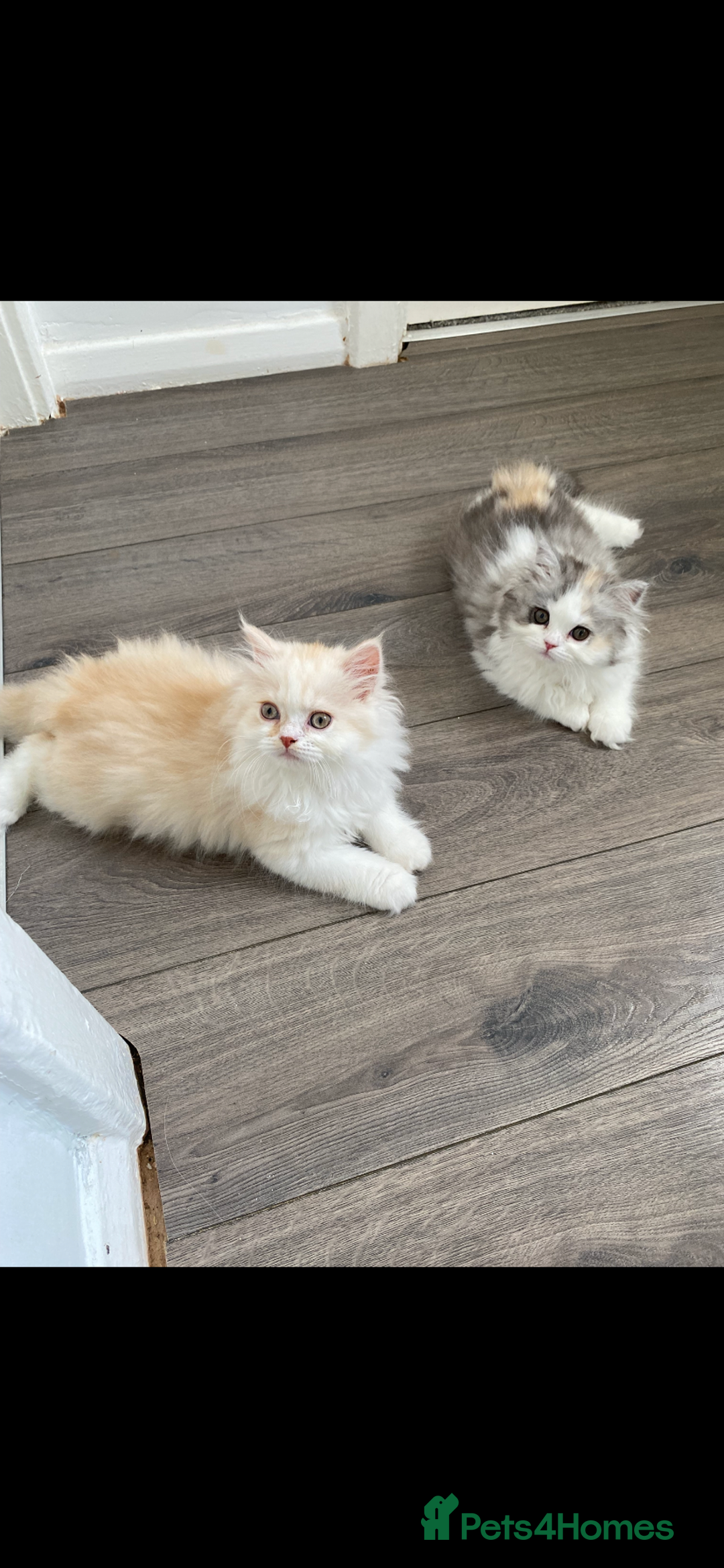British Longhair cats for sale:  😻 BEAUTIFUL BLH 😻 2 boys READY TO LEAVE  in Milton Keynes - Image 8