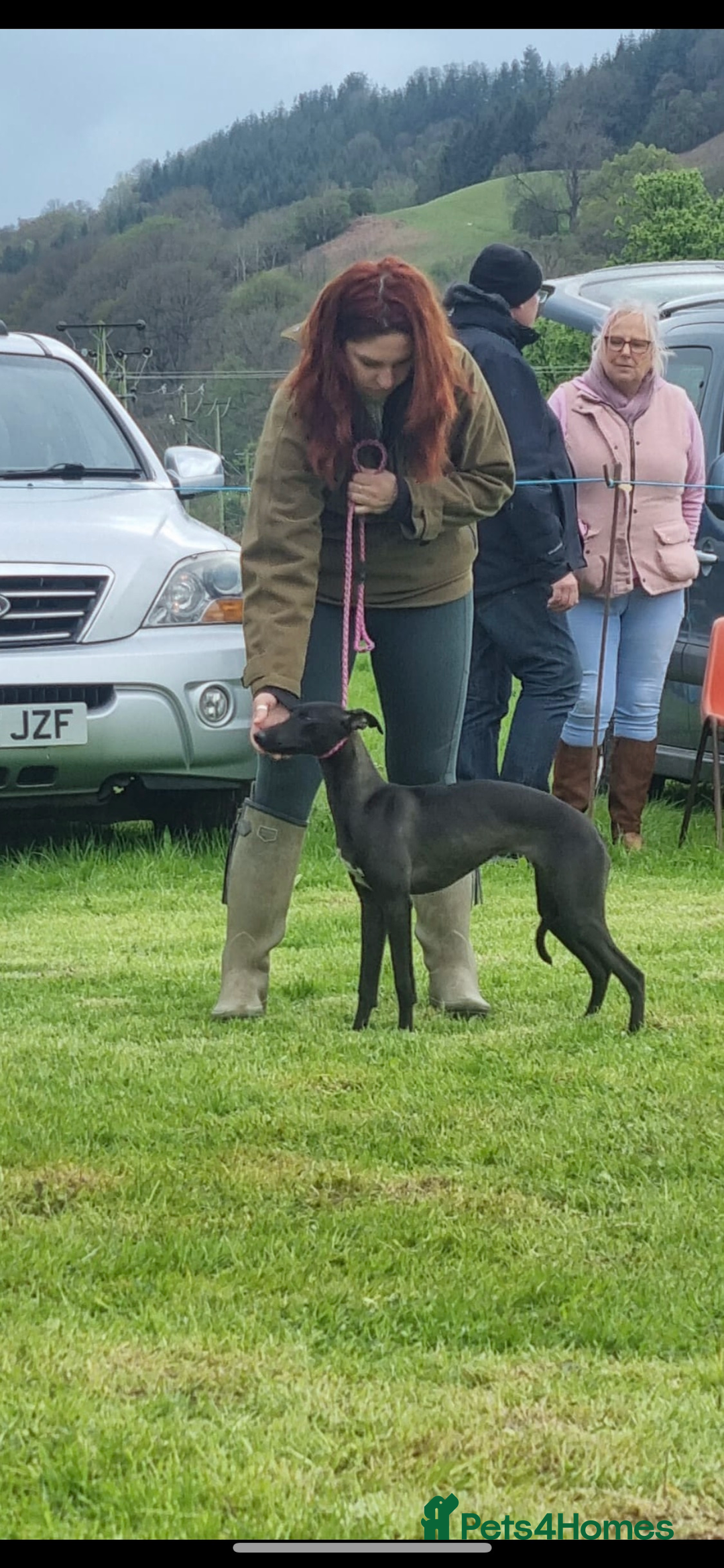 Whippet dogs for sale: Champion KC whippet puppies  - Advert 9