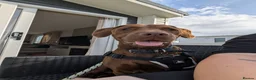 Mixed Breed dogs for sale: Two year old male Springer Spaniel x Patterdale - Advert 9