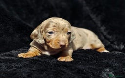 Dachshund dogs for sale: Billy  - Image 4