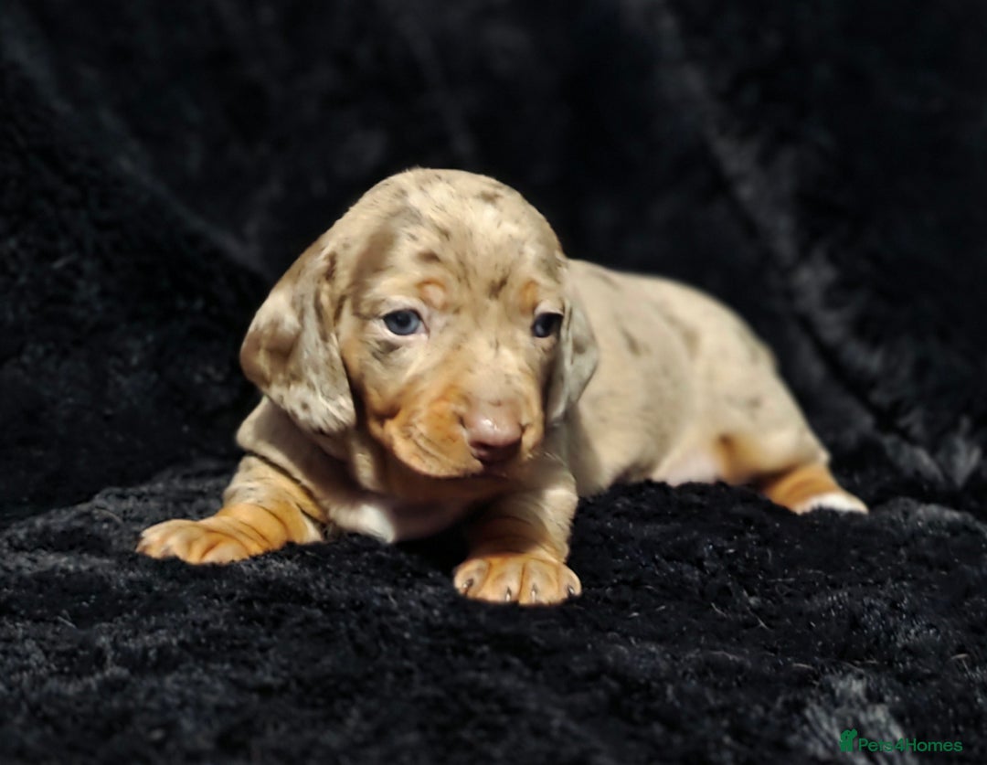 Dachshund dogs for sale: Billy  - Image 4