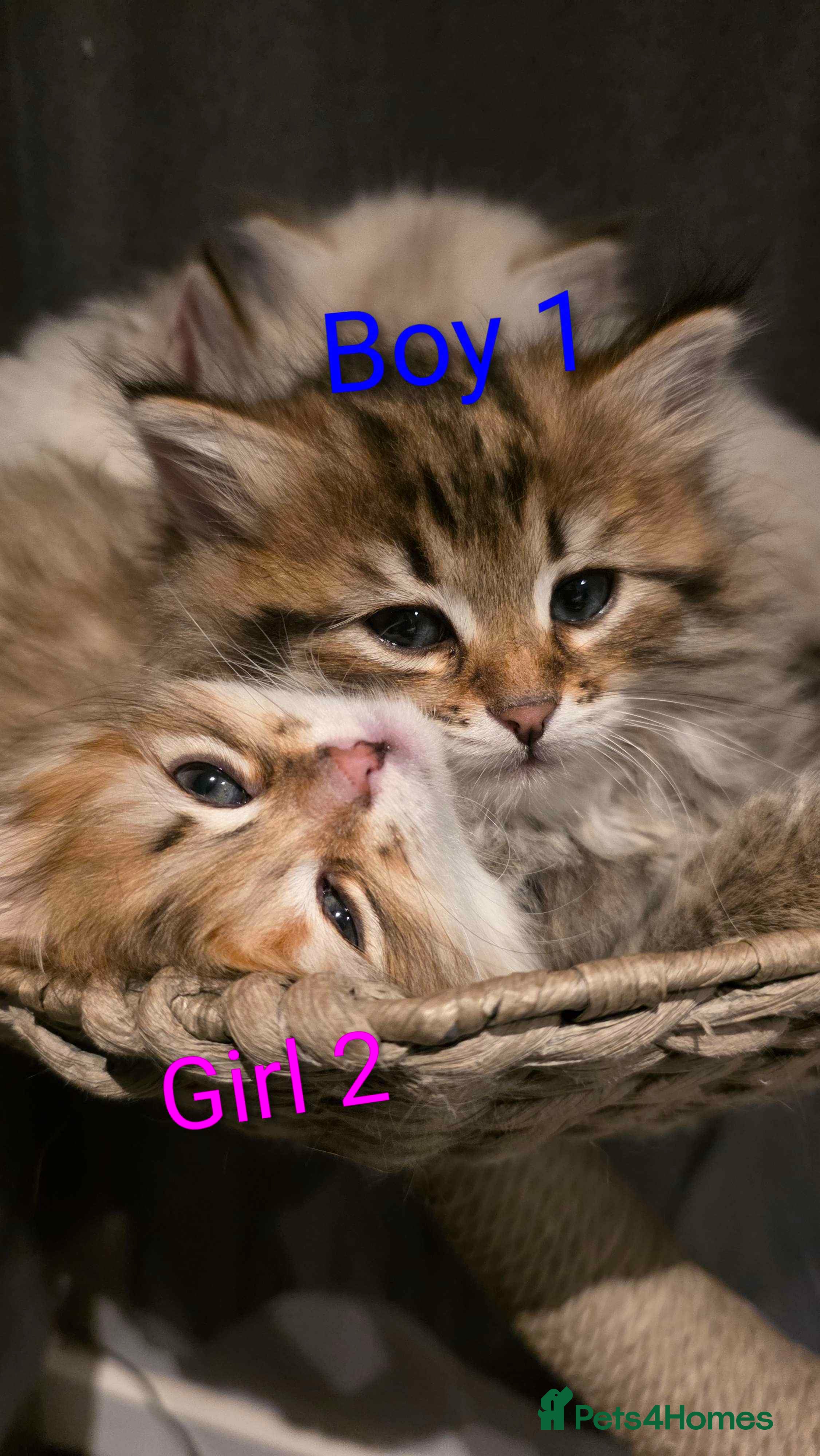 Siberian cats Purebred Siberian Kittens - GREAT for ALLERGY - Advert 16