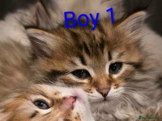 Siberian cats Purebred Siberian Kittens - GREAT for ALLERGY - Advert 1