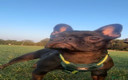 French Bulldog dogs for sale: Luna the Frenchie *FREE* - Image 6