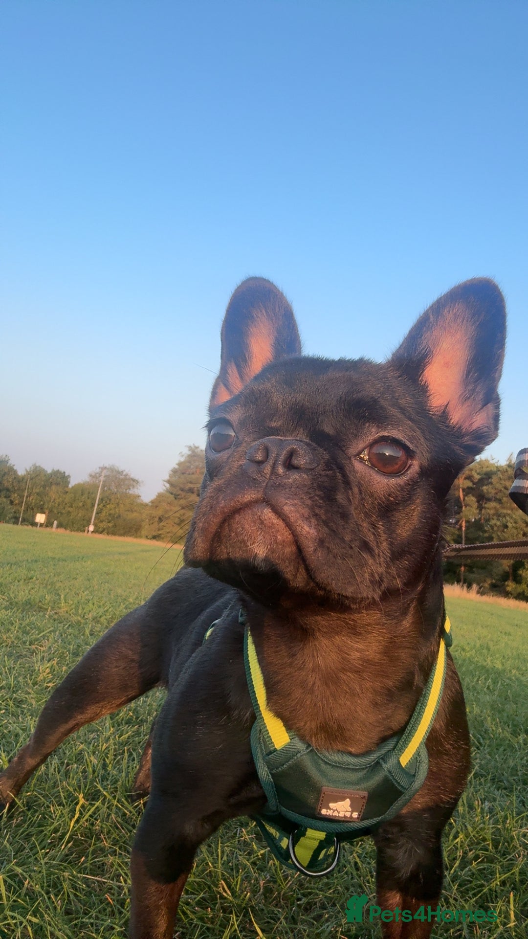 French Bulldog dogs for sale: Luna the Frenchie *FREE* - Image 6