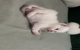 British Shorthair cats for sale: British Shorthair Kittens - Image 2