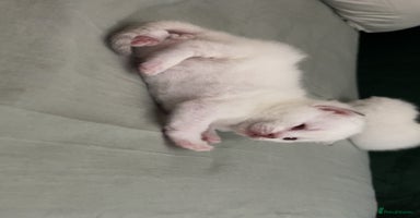 British Shorthair cats - Advert 2