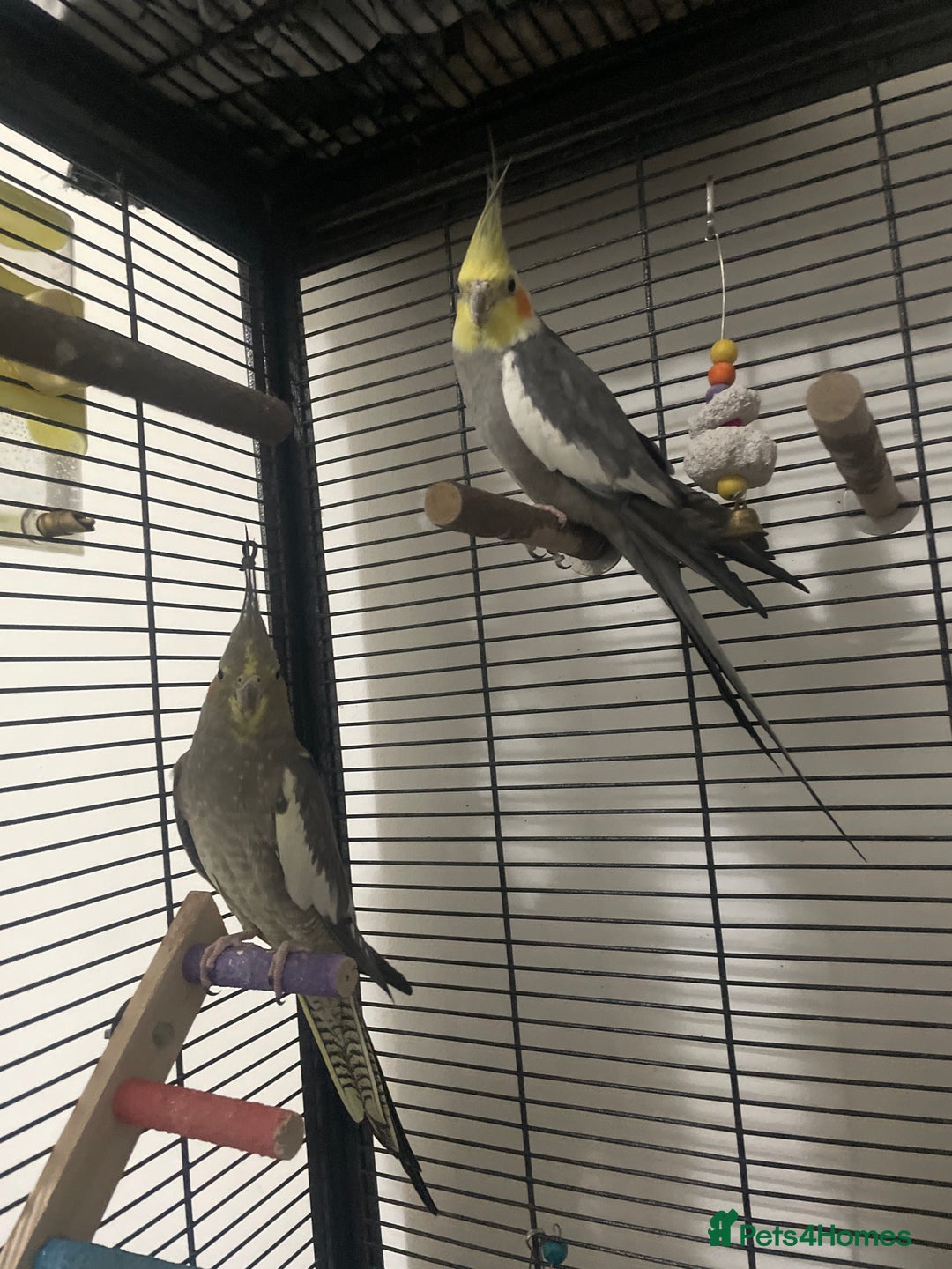 Cockatiels birds for sale: 2 Cocktails  - Advert 3