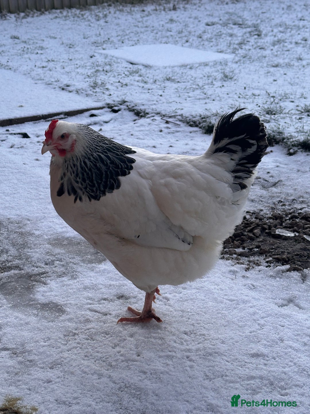 Chickens poultry for sale: Two Hens for Rehoming – Very Friendly - Advert 11