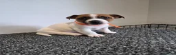Jack Russell dogs for sale: Pure Jack russell puppies  in York - Advert 10