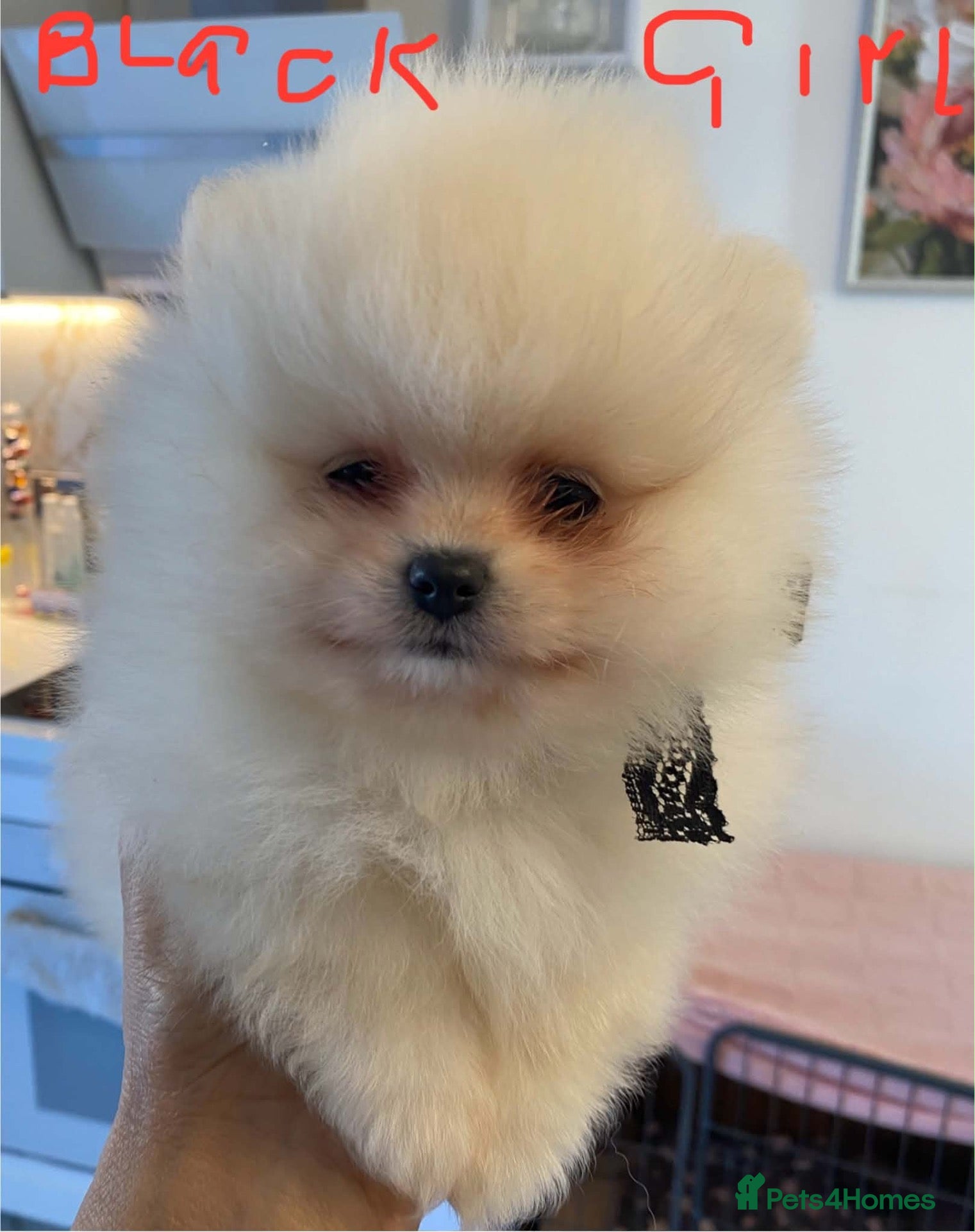 Pomeranian dogs Gorgeous puppies  - Advert 3